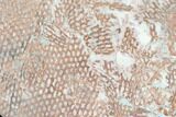 Ordovician Graptolite (Araneograptus) Plate - Morocco #126423-1